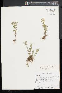 Hypericum mutilum subsp. mutilum image