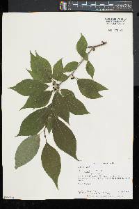 Ilex montana image