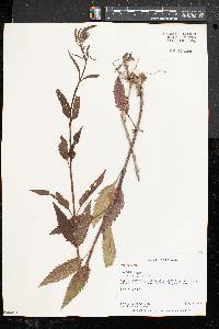 Verbena hastata image