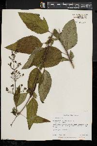 Scrophularia marilandica image