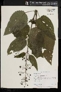 Scrophularia marilandica image