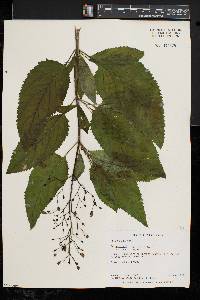 Scrophularia marilandica image