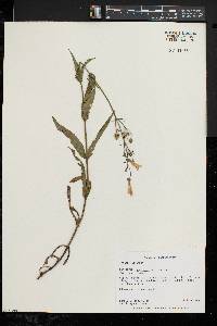 Penstemon hirsutus image