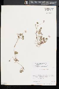 Viola appalachiensis image