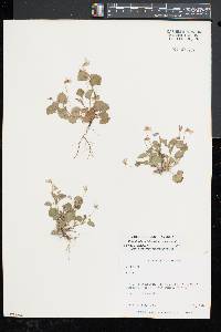 Viola labradorica image