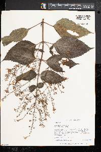 Collinsonia canadensis image