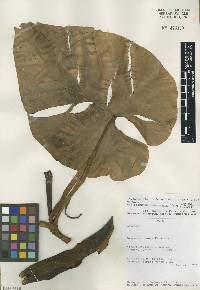 Philodendron hederaceum image