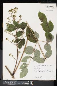 Aralia spinosa image