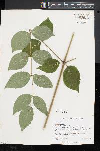 Aralia spinosa image