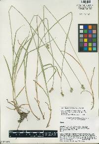 Carex molestiformis image