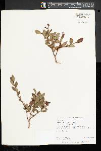 Vaccinium angustifolium image