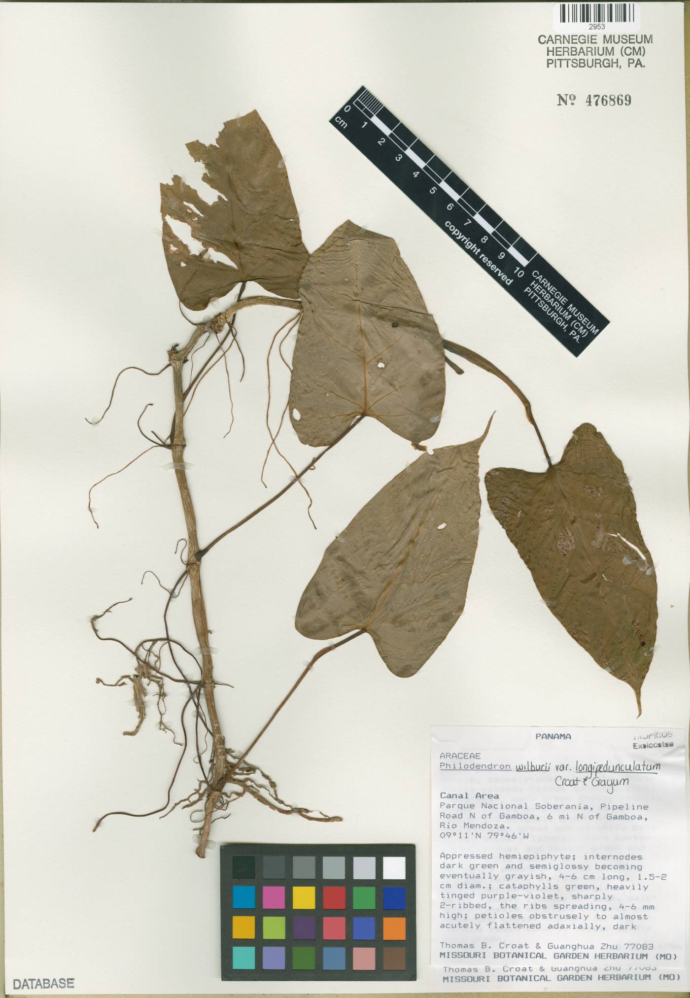 Philodendron wilburii image