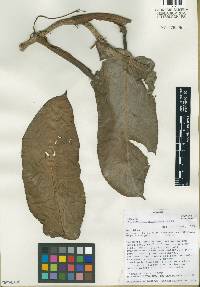 Philodendron annulatum image