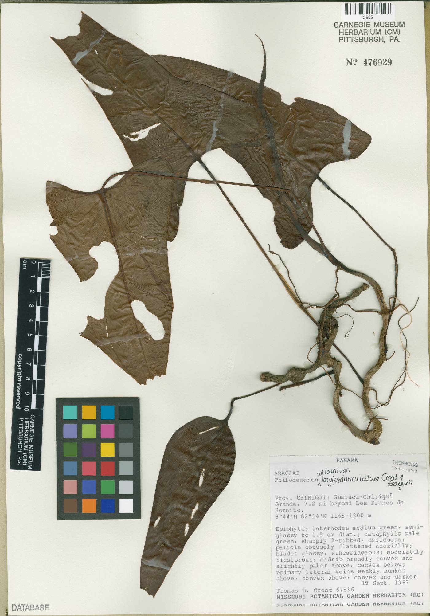 Philodendron wilburii image