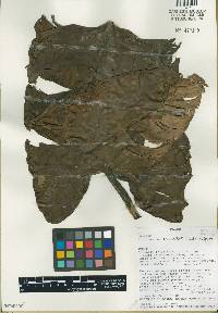 Philodendron annulatum image