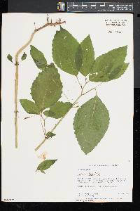 Impatiens pallida image