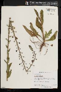 Verbascum blattaria image