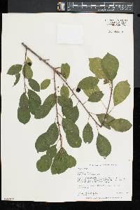 Frangula alnus image