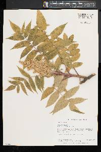 Rhus typhina image