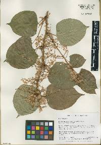 Reynoutria japonica image