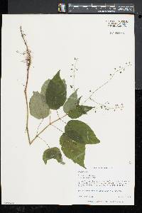 Circaea canadensis image