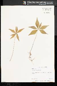 Trientalis borealis image