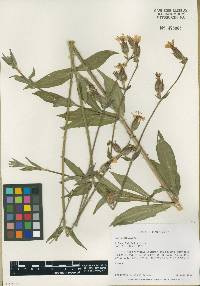 Silene latifolia image