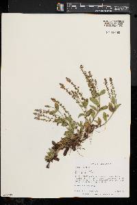 Veronica officinalis image