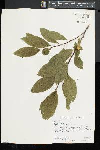 Rhamnus alnifolia image