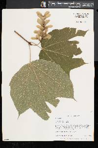 Acer pensylvanicum image