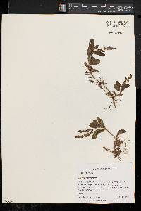 Veronica officinalis image