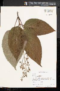 Collinsonia canadensis image