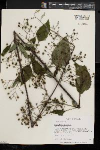 Scrophularia marilandica image