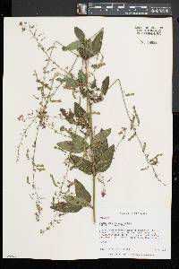 Desmodium glabellum image