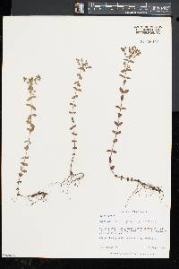 Hypericum mutilum subsp. boreale image