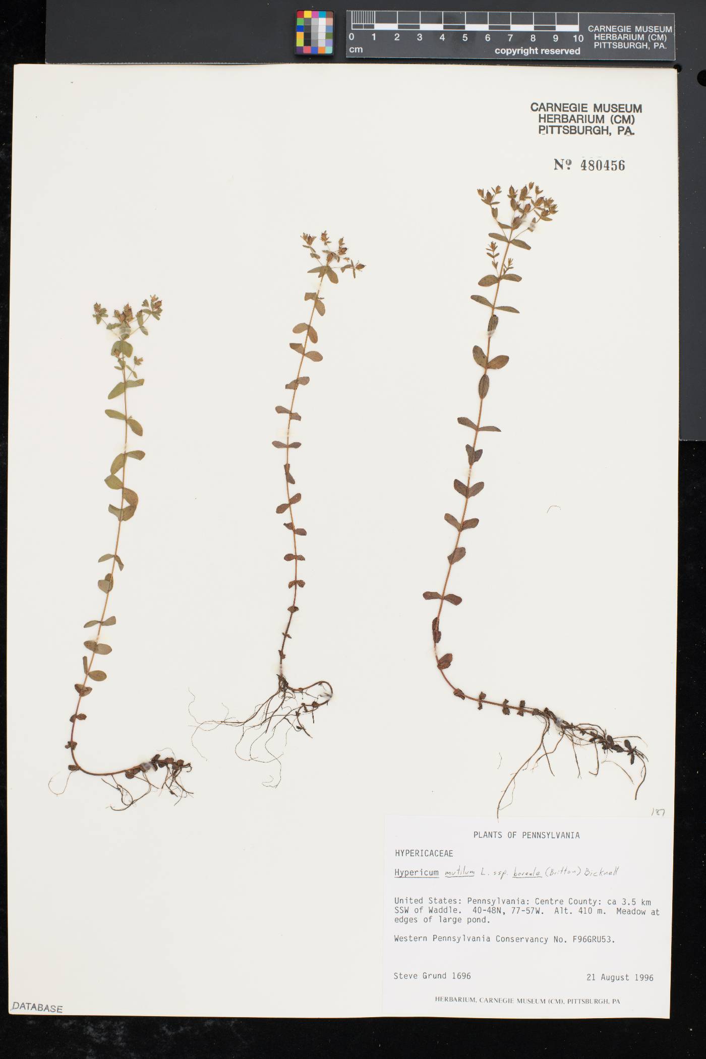 Hypericum mutilum subsp. boreale image