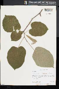 Tilia americana var. heterophylla image