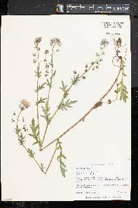 Phacelia purshii image