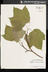 Acer pensylvanicum image