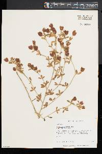 Trifolium aureum image