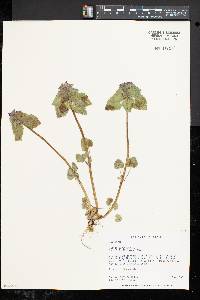 Lamium purpureum image