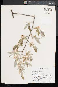 Elaeagnus umbellata image