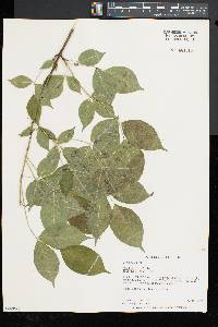 Staphylea trifolia image