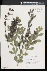 Baptisia australis image