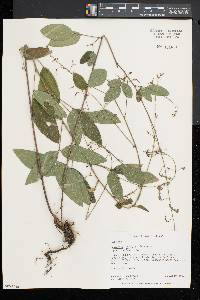 Desmodium glabellum image