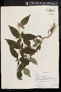 Pycnanthemum incanum image