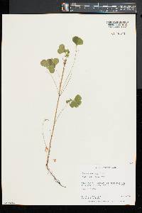 Oxalis grandis image