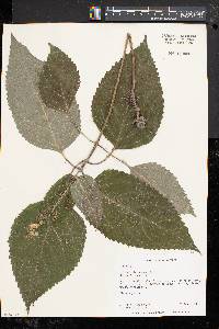 Collinsonia canadensis image