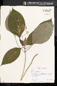 Collinsonia canadensis image