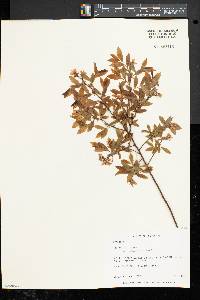 Vaccinium angustifolium image